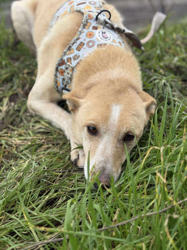 Grace, a 10 years old female Unknown available for adoption from Barking Mad Dog Rescue in Romania
