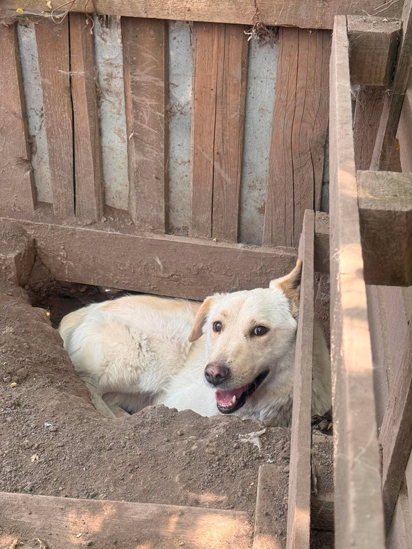 Fenja, a 3 years old female Unknown available for adoption from Barking Mad Dog Rescue in Romania
