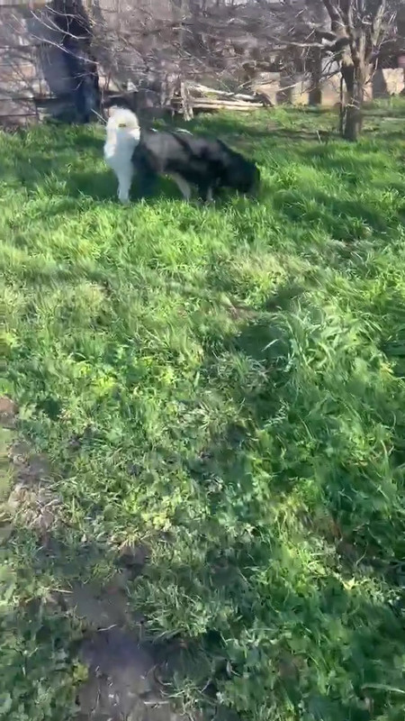 Clive, a 3 years old male Unknown available for adoption from Barking Mad Dog Rescue in Romania