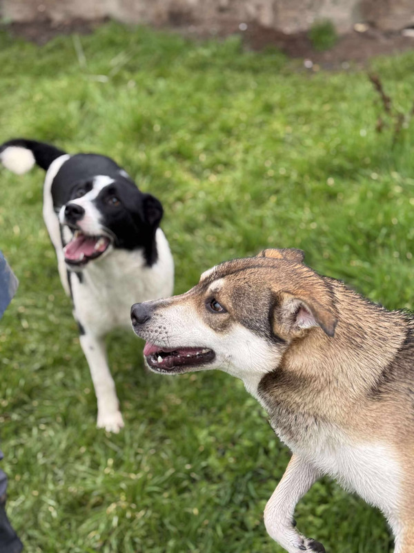 Cindy, a 3 years old female Collie available for adoption from Barking Mad Dog Rescue in Romania