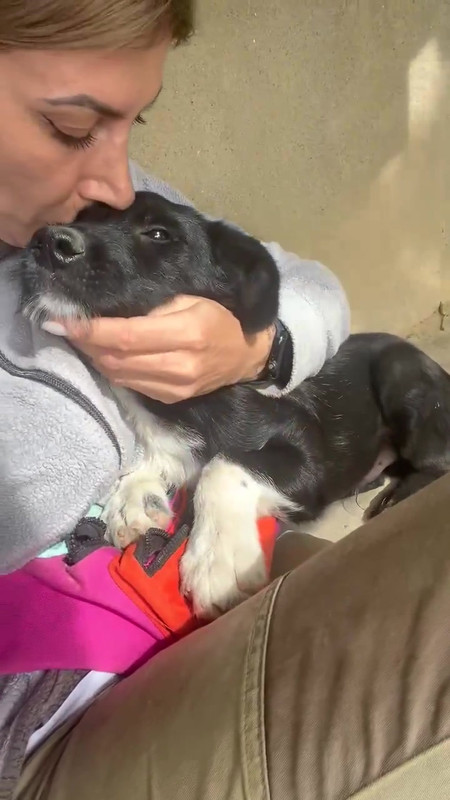Balou, a 2 years old male Crossbreed available for adoption from Barking Mad Dog Rescue in Romania
