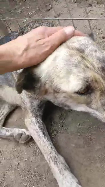 Jenna, a 7 years old female Unknown available for adoption from Barking Mad Dog Rescue in Romania