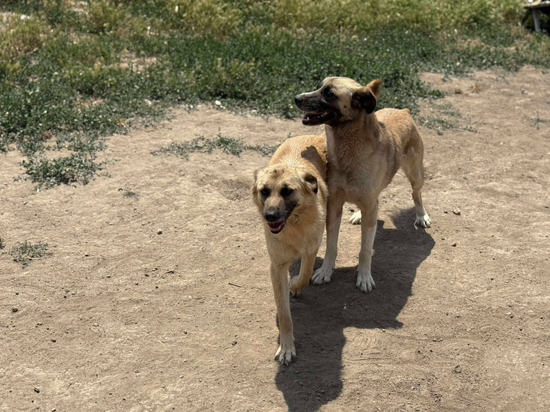 Evie, a 5 years old female Unknown available for adoption from Barking Mad Dog Rescue in Romania
