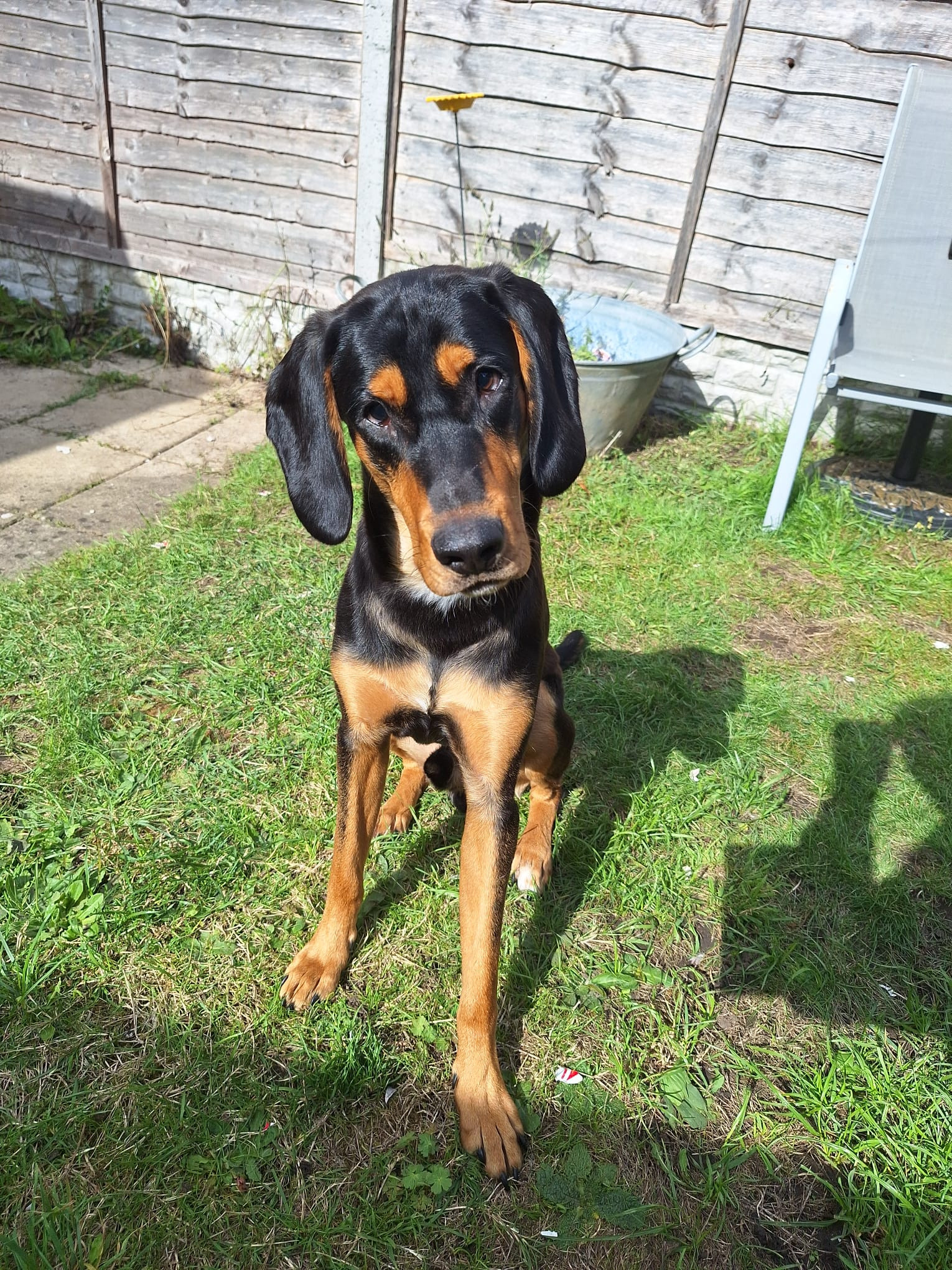 Ben, a 11 months old male Hound available for adoption from BDRUK in West Midlands