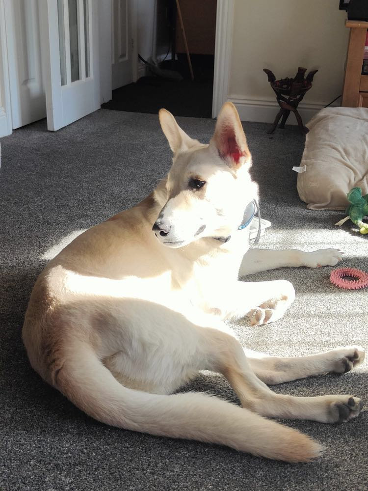 Hobbs, a 5 years old male Crossbreed available for adoption from BDRUK in Hampshire