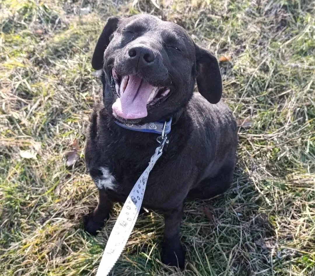 Keti, a 4 years old female Labrador available for adoption from BDRUK in the UK