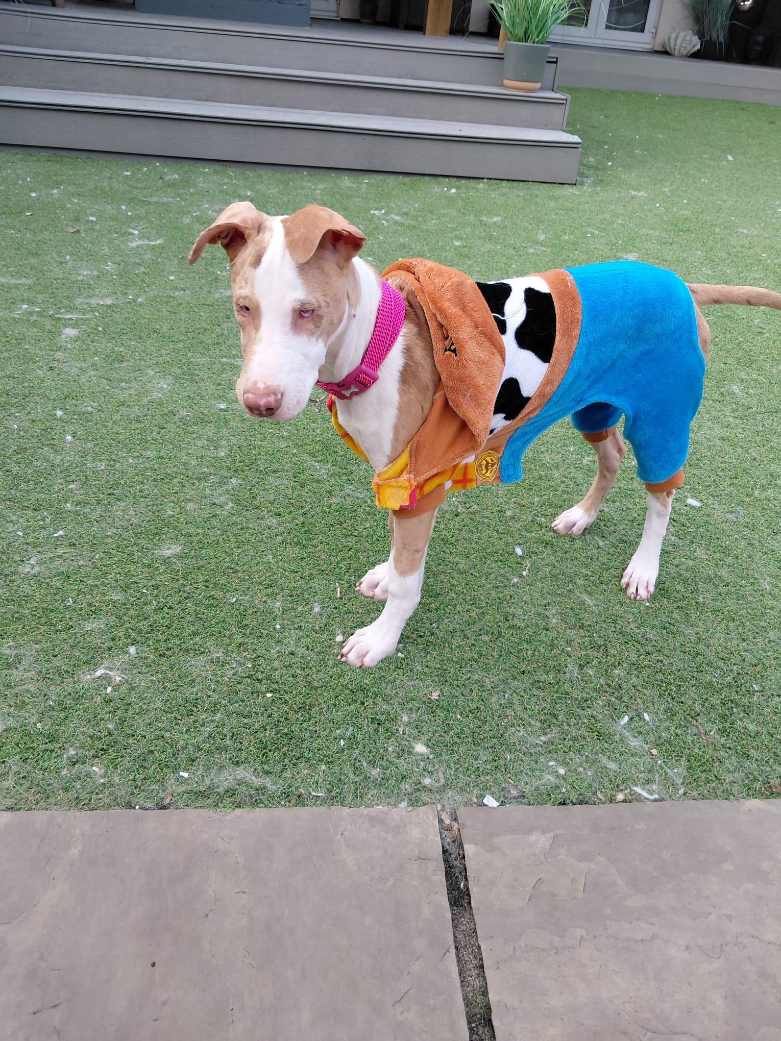 Zara, a 4 months old female Lurcher available for adoption from BDRUK in Nottinghamshire