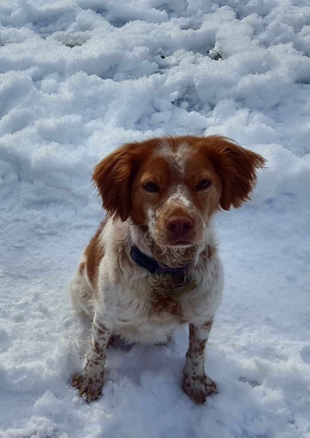Ruby Tuesday, a 5 years old female Brittany available for adoption from BDRUK in East Sussex