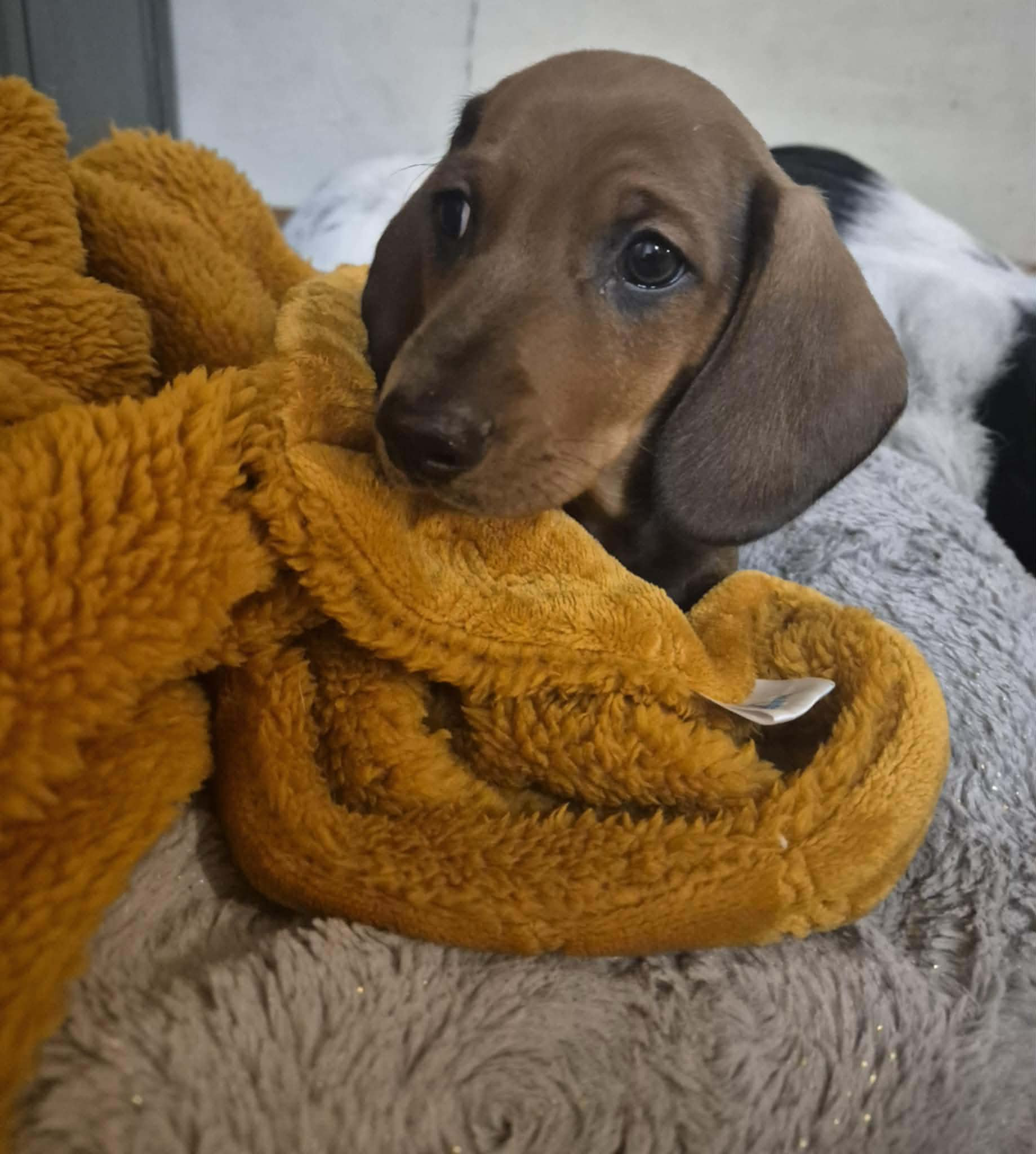 Saffy, a 2 years old female Dachshund available for adoption from BDRUK in Cornwall