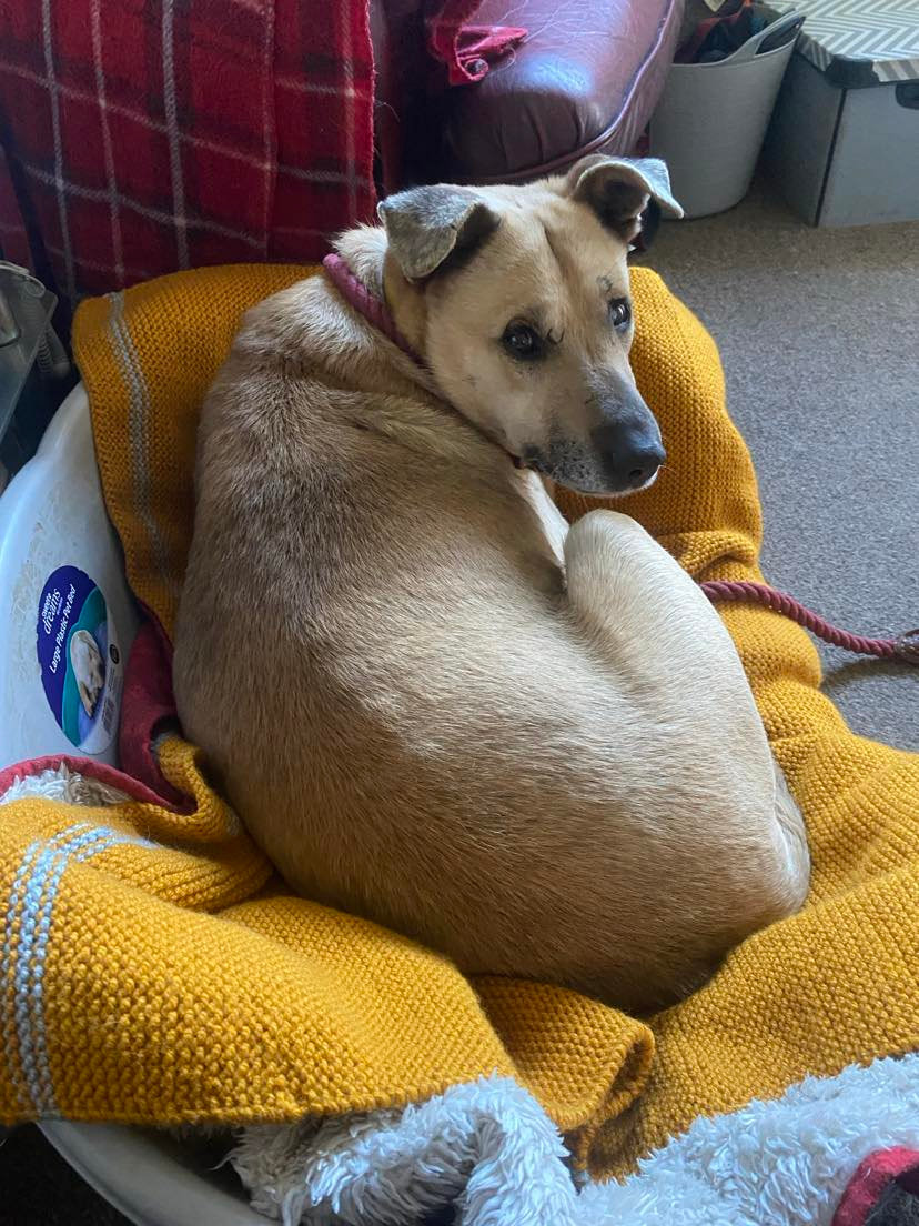 Luka (was Lucky), a 11 years old male Unknown available for adoption from BDRUK in Devon