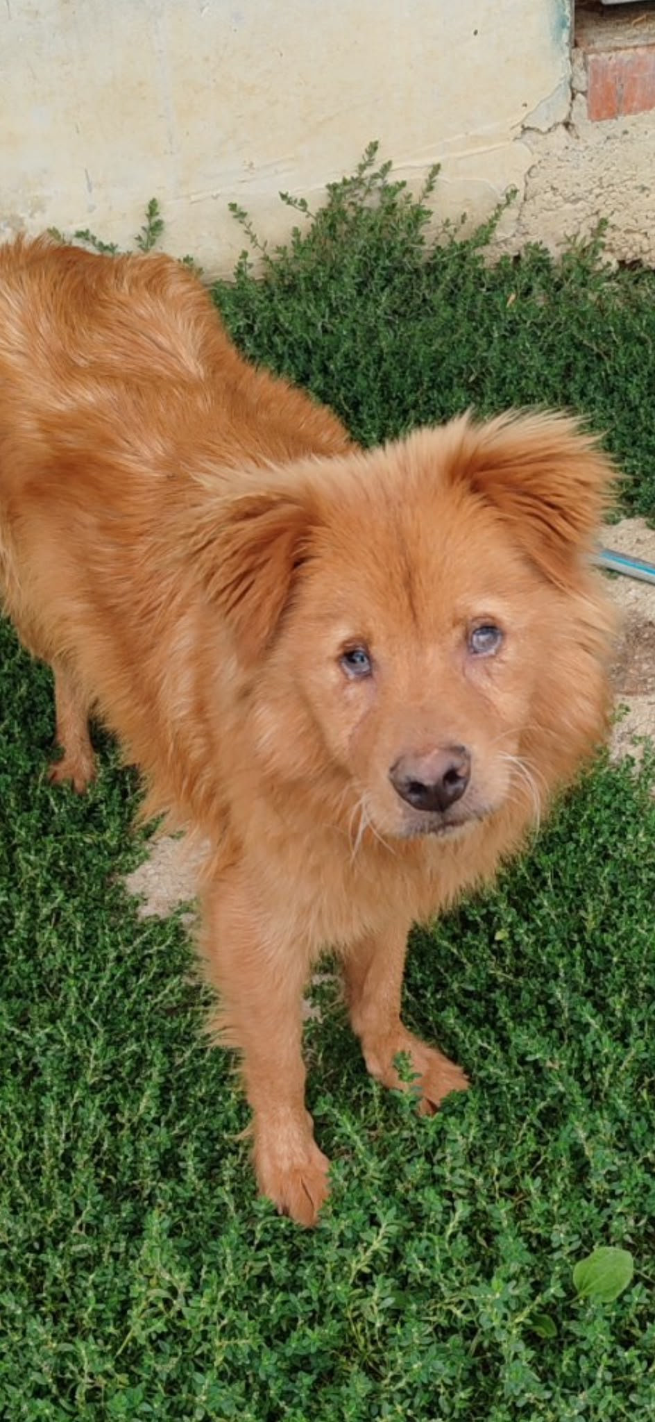 Srecko, a 1 year old male Chow Chow X available for adoption from BDRUK in the UK