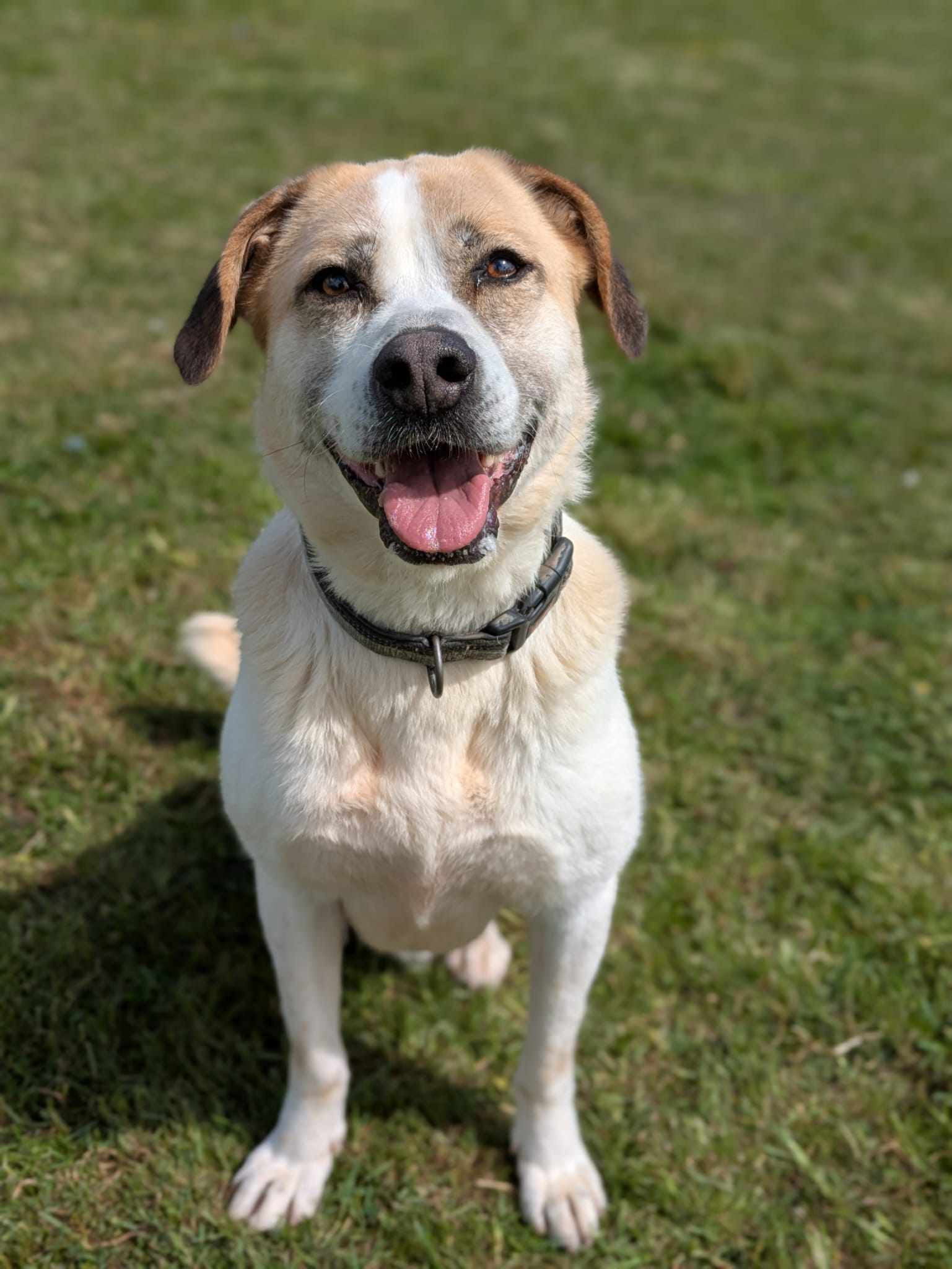 Bailey, a 7 years old male Unknown available for adoption from BDRUK in Cambridgeshire