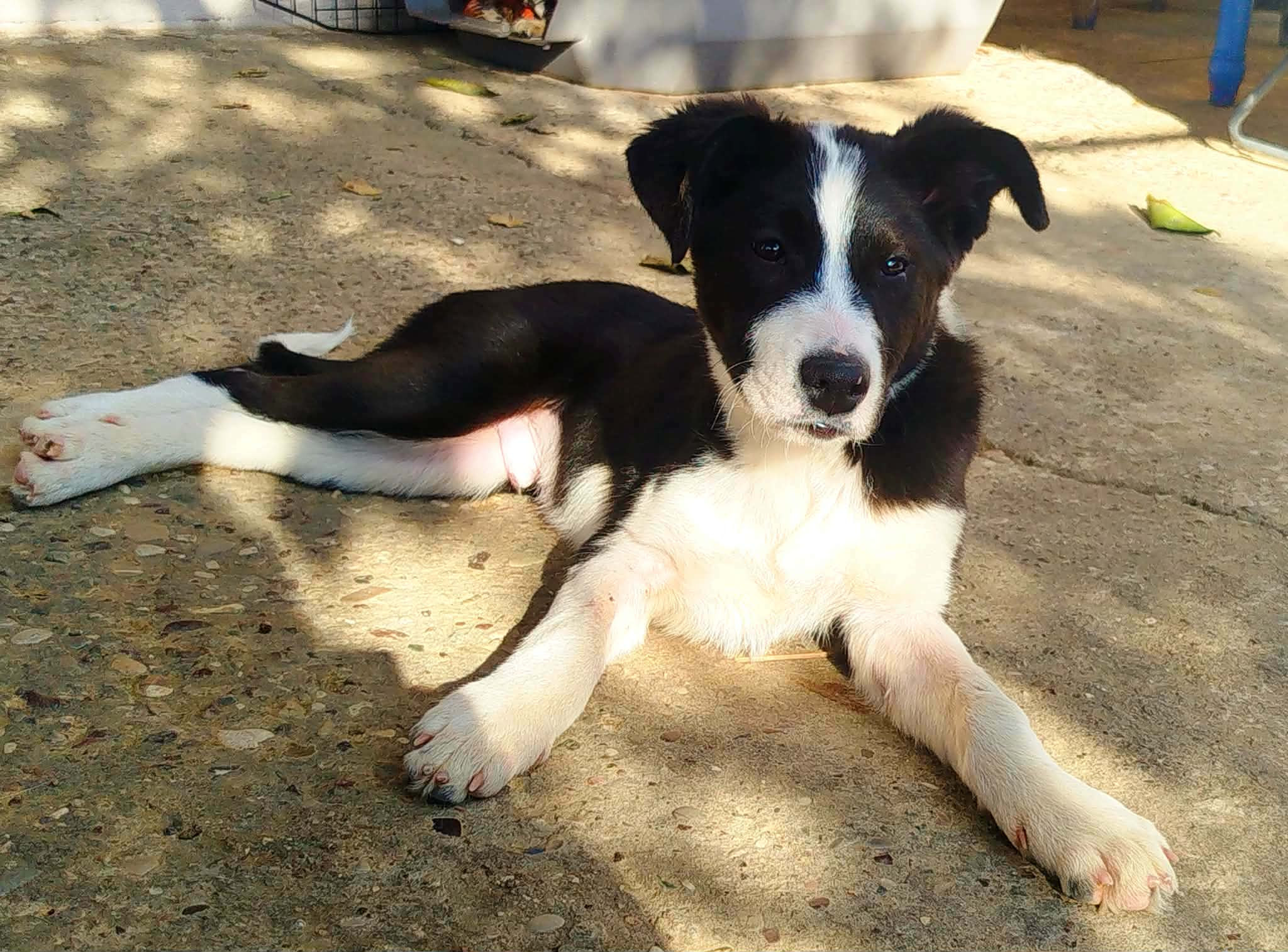 Charlie, a 10 months old male Unknown available for adoption from BDRUK in Greece