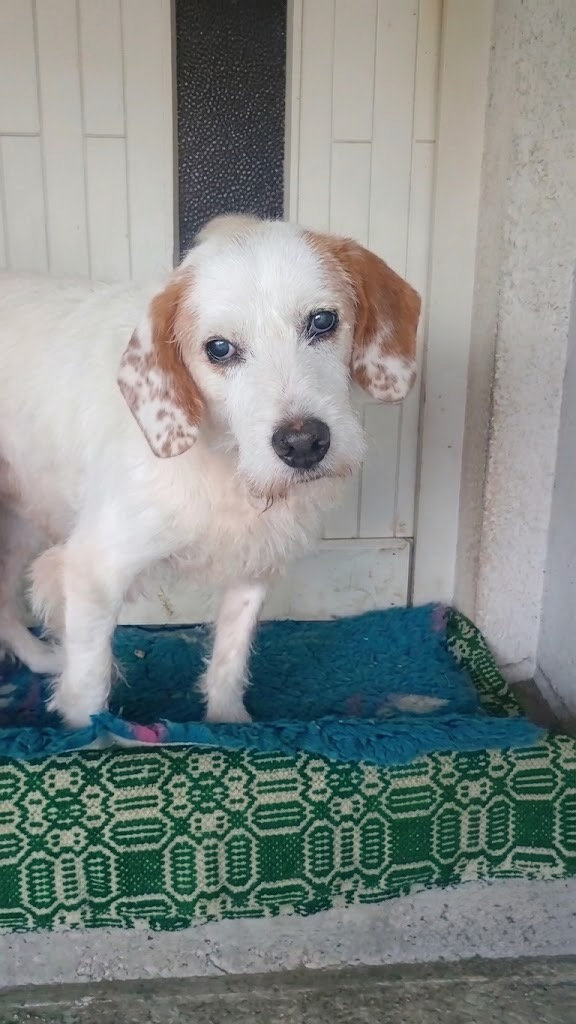 Marley, a 6 years old male Unknown available for adoption from BDRUK in Serbia