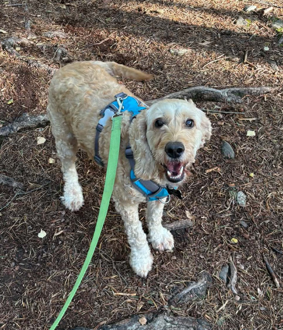 Buster, a 8 years old male Cockapoo available for adoption from BDRUK in Scotland