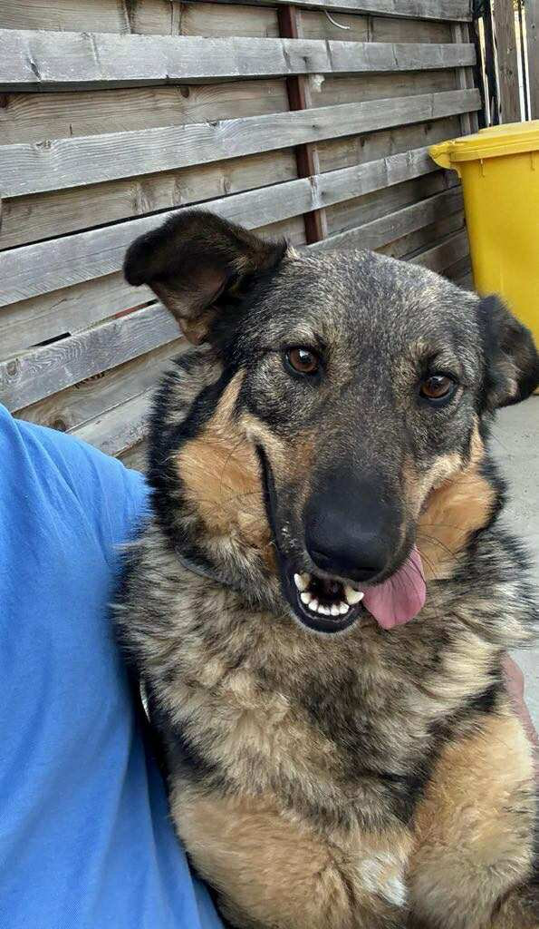 Duchess, a 4 years old female Collie available for adoption from BDRUK in West Midlands