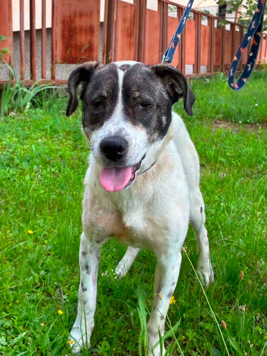 Lina, a 3 years old female Crossbreed available for adoption from BDRUK in Bulgaria