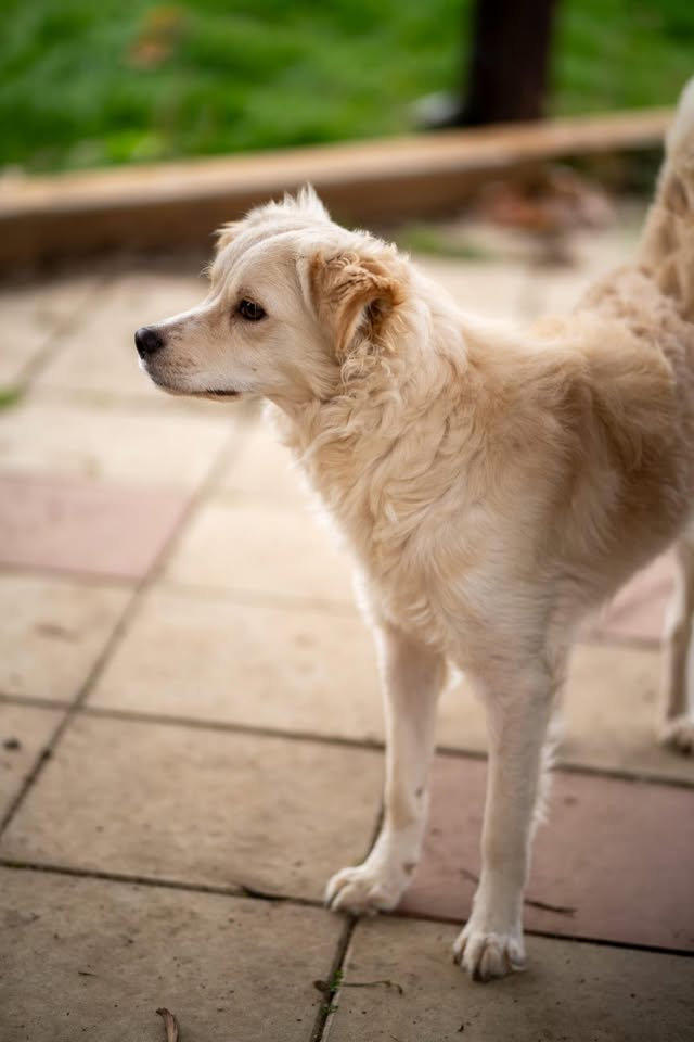 Bobby, a 1 year old male Crossbreed available for adoption from BDRUK in Serbia