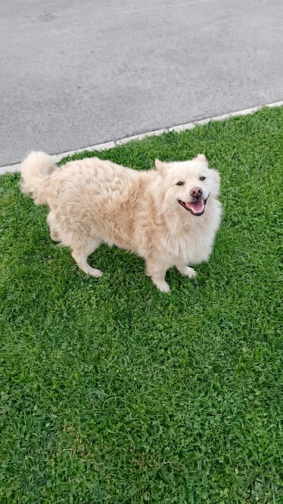 Belka, a 4 years old female Unknown available for adoption from BDRUK in Bosnia