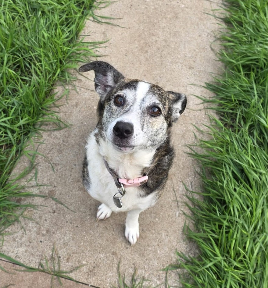 Heidi, a 5 years old female Unknown available for adoption from BDRUK in Derbyshire