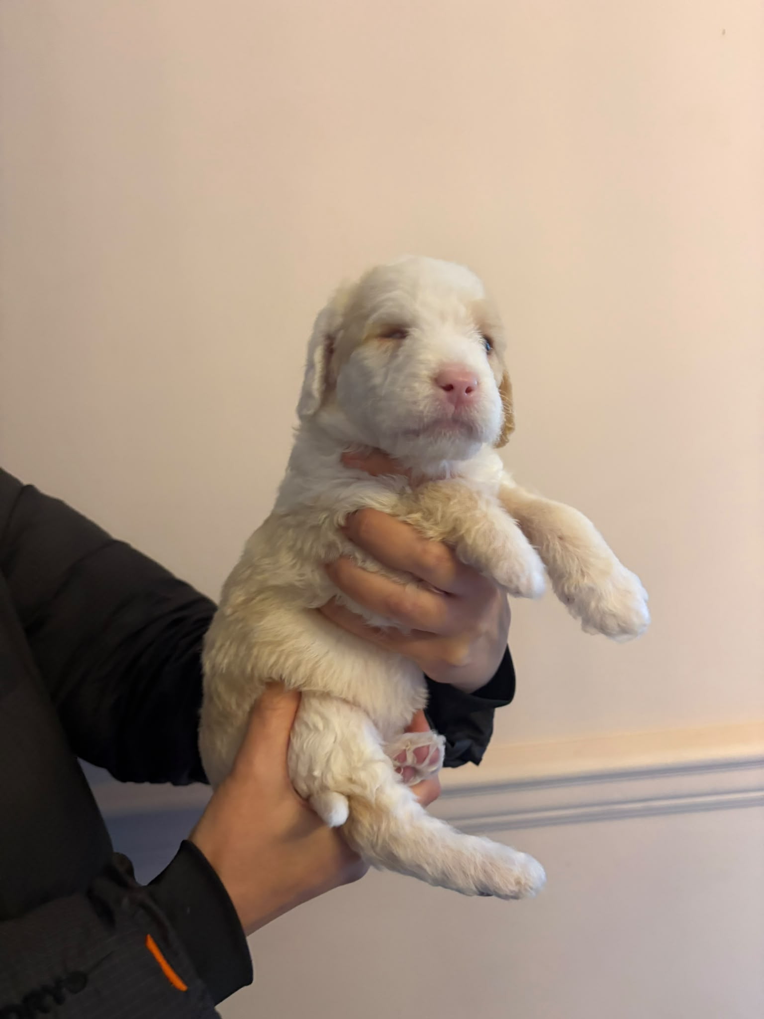 Violet, a 1 month old female Labrador X Miniature Poodle available for adoption from BDRUK in Suffolk