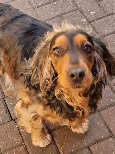 Lucy, a 5 years old female Cocker Spaniel available for adoption from Best Life Dog Rescue in South Yorkshire