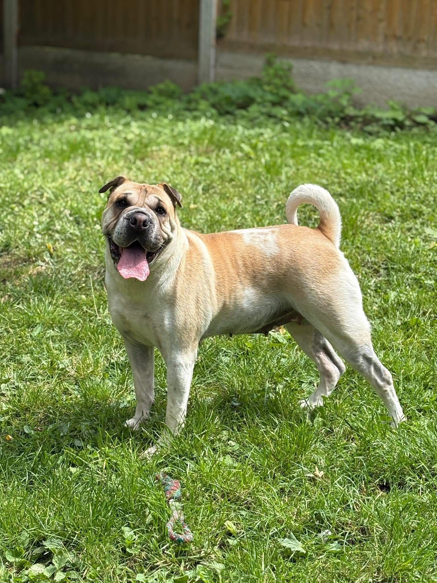 Ocean, a 4 years old female Shar Pei X Bulldog available for adoption from Birch Hill Dog Rescue in Shropshire