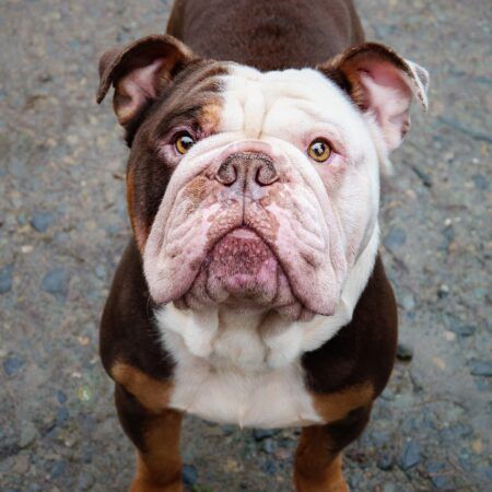 Tk, a 4 years old male Bulldog available for adoption from Birch Hill Dog Rescue in Shropshire