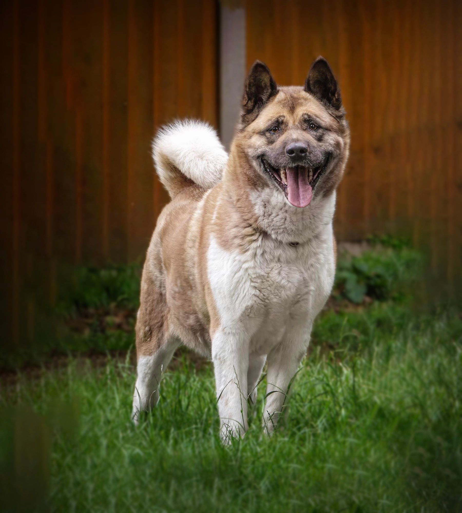 Alan, a 6 years old male Akita available for adoption from Birch Hill Dog Rescue in Shropshire