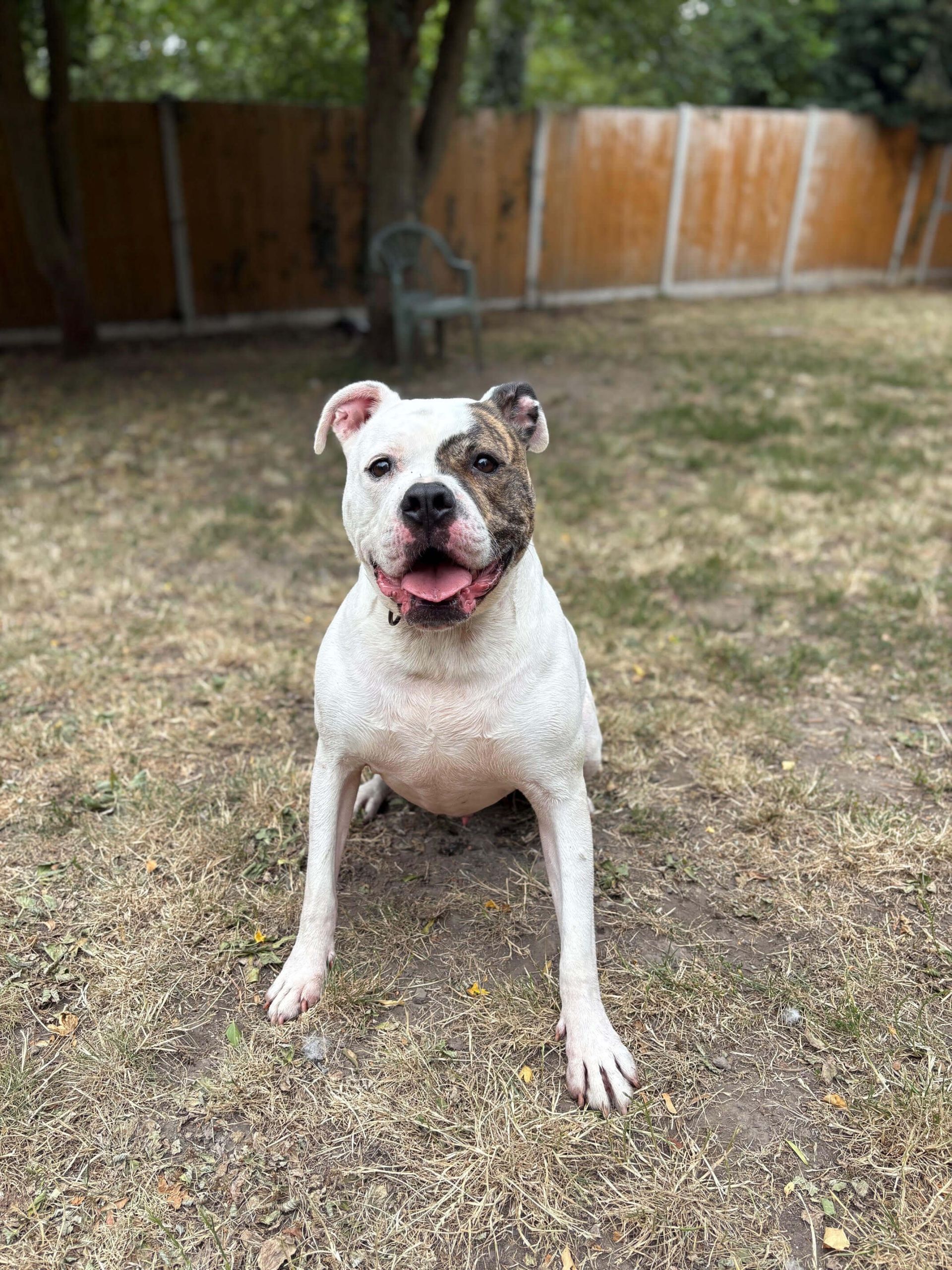 Apollo, a 4 years old male American Bulldog available for adoption from Birch Hill Dog Rescue in Shropshire