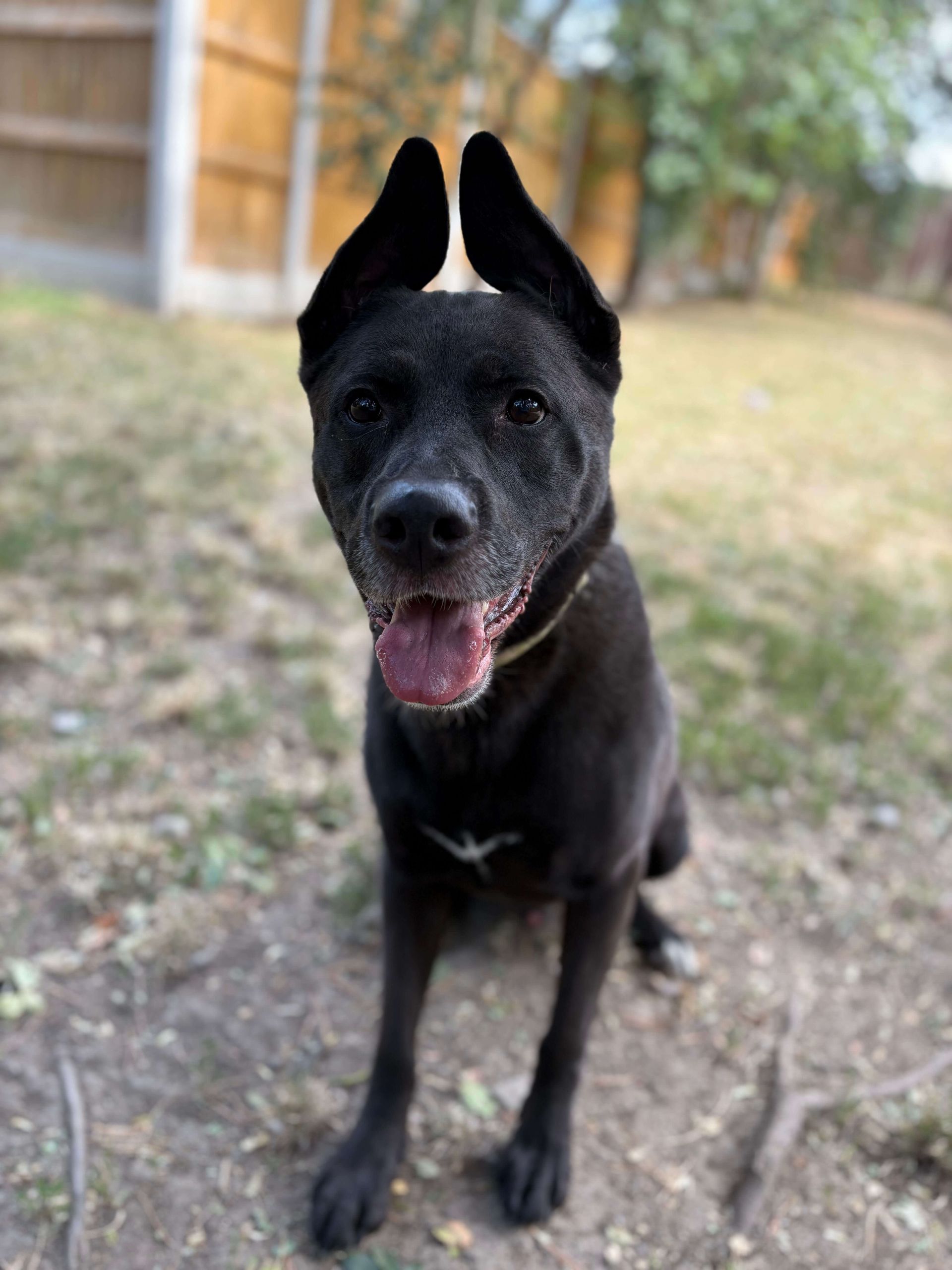 Obie, a 7 years old male German Shepherd X available for adoption from Birch Hill Dog Rescue in Shropshire