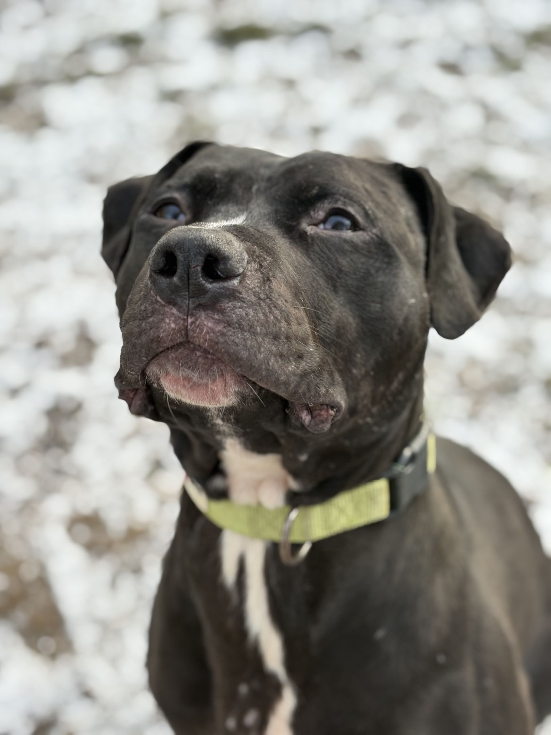 Mars, a 4 years old male Staffordshire Bull Terrier X Labrador available for adoption from Birch Hill Dog Rescue in Shropshire