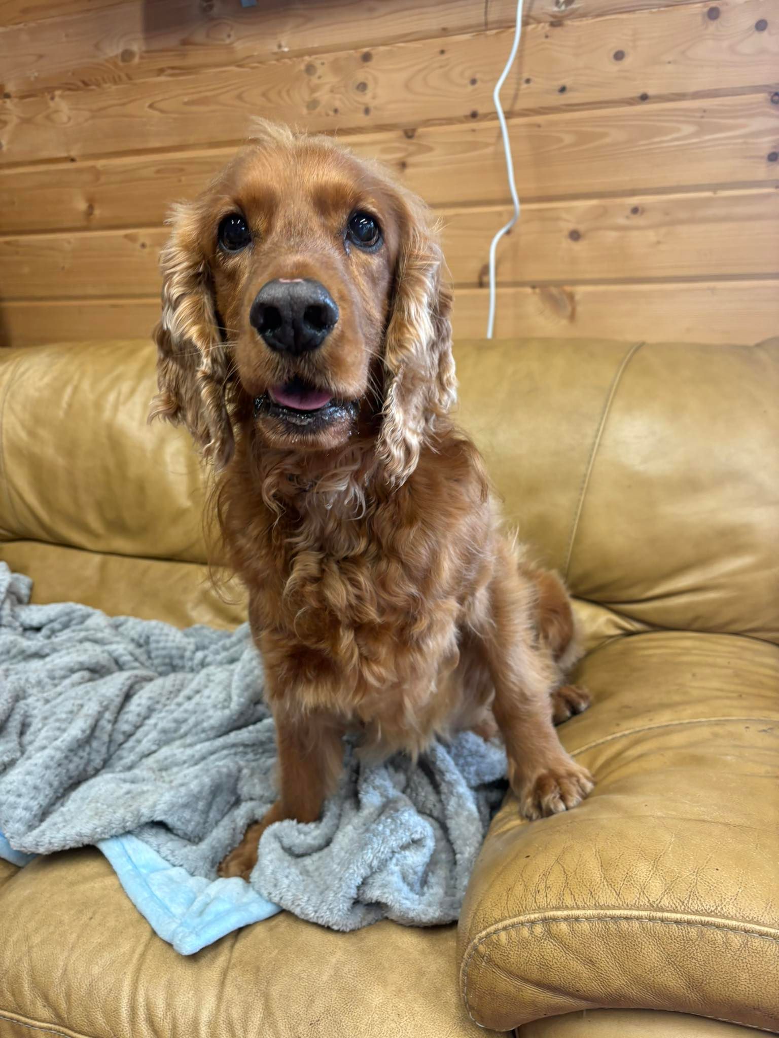 Bailey, a 6 years old male Cocker Spaniel available for adoption from Birch Hill Dog Rescue in Shropshire