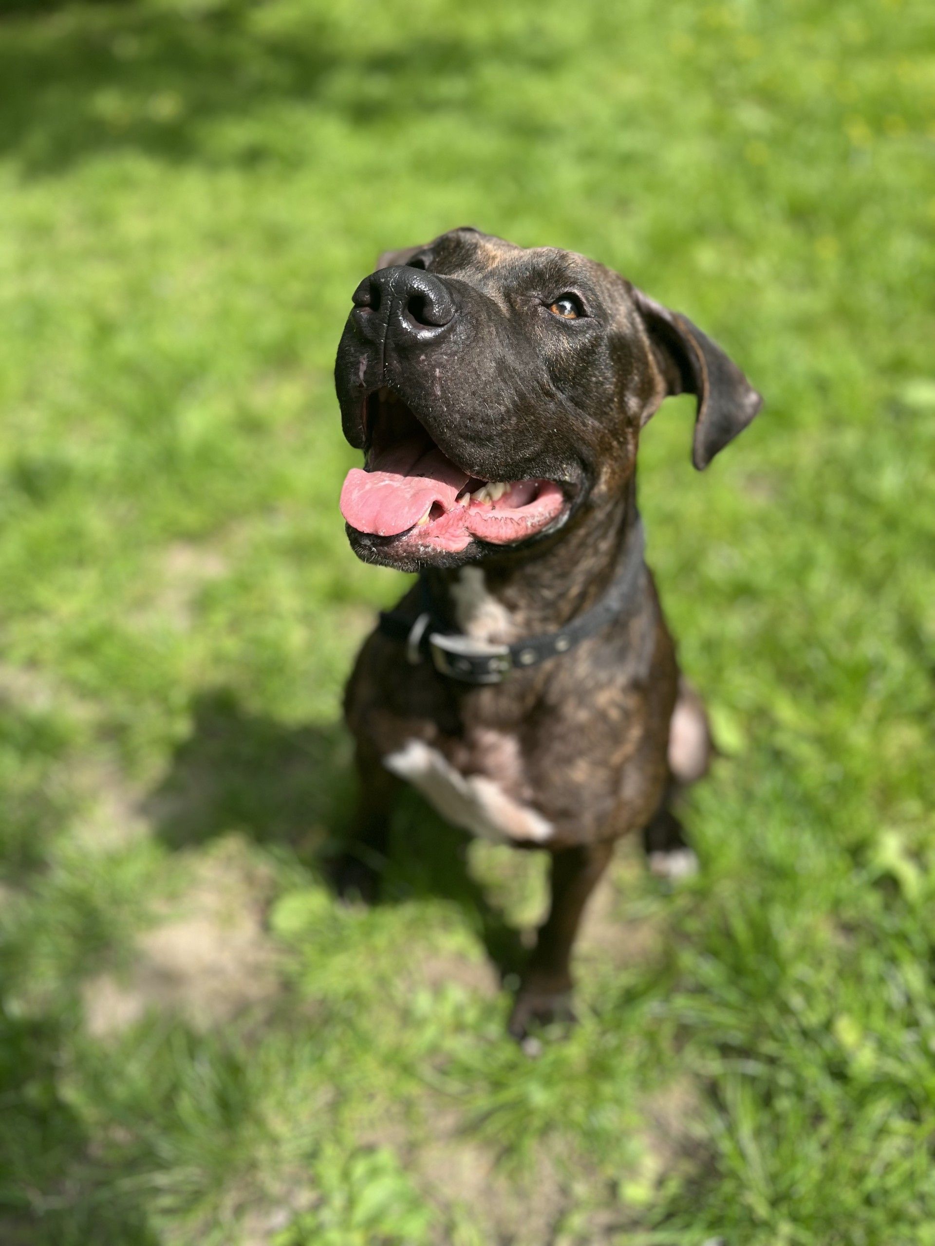 Zach, a 7 years old male Staffordshire Bull Terrier X Mastiff available for adoption from Birch Hill Dog Rescue in Shropshire