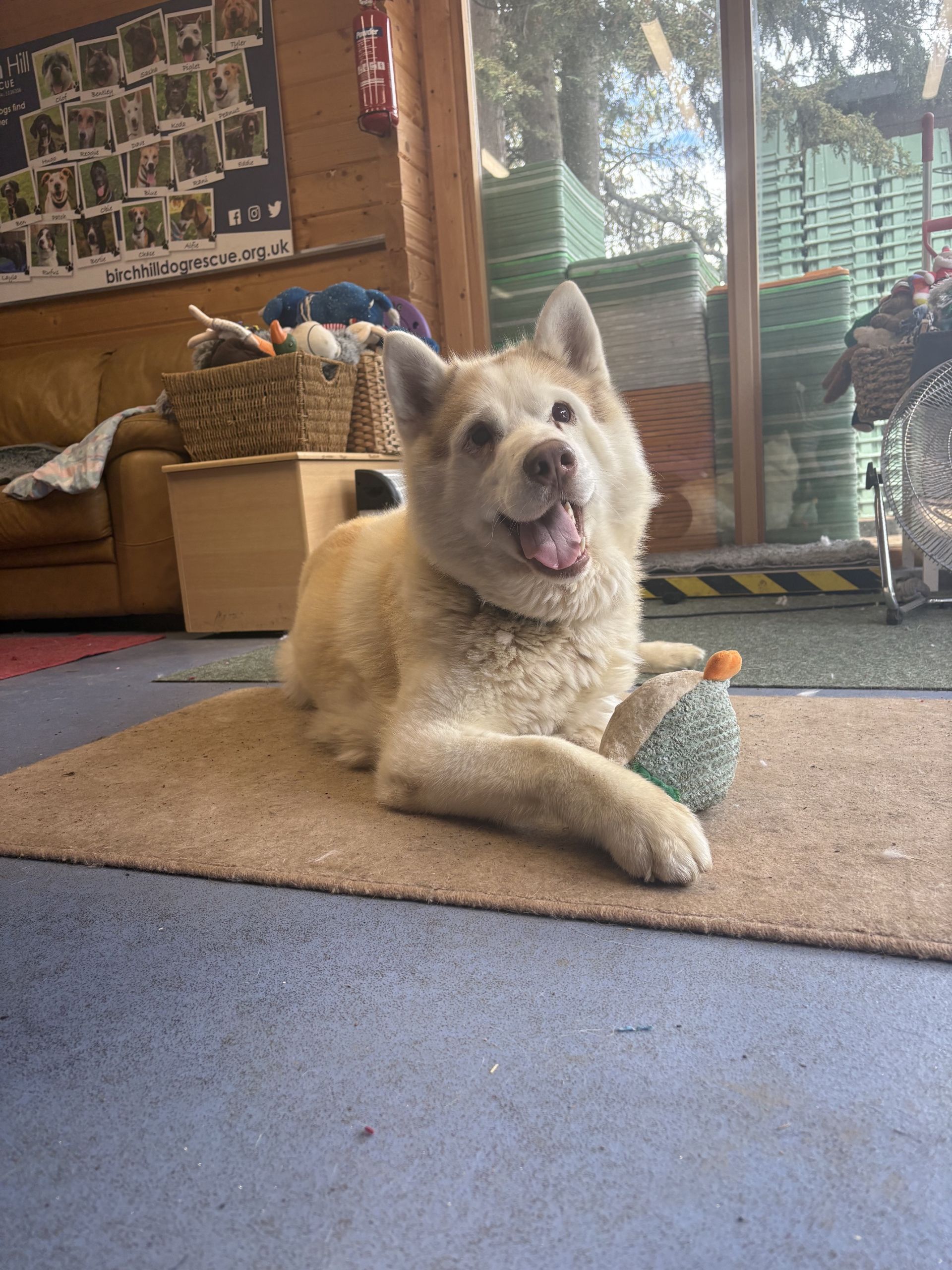Rueben, a 3 years old male Siberian Husky X available for adoption from Birch Hill Dog Rescue in Shropshire