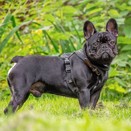 Max, a 4 years old male French Bulldog available for adoption from Birch Hill Dog Rescue in Shropshire