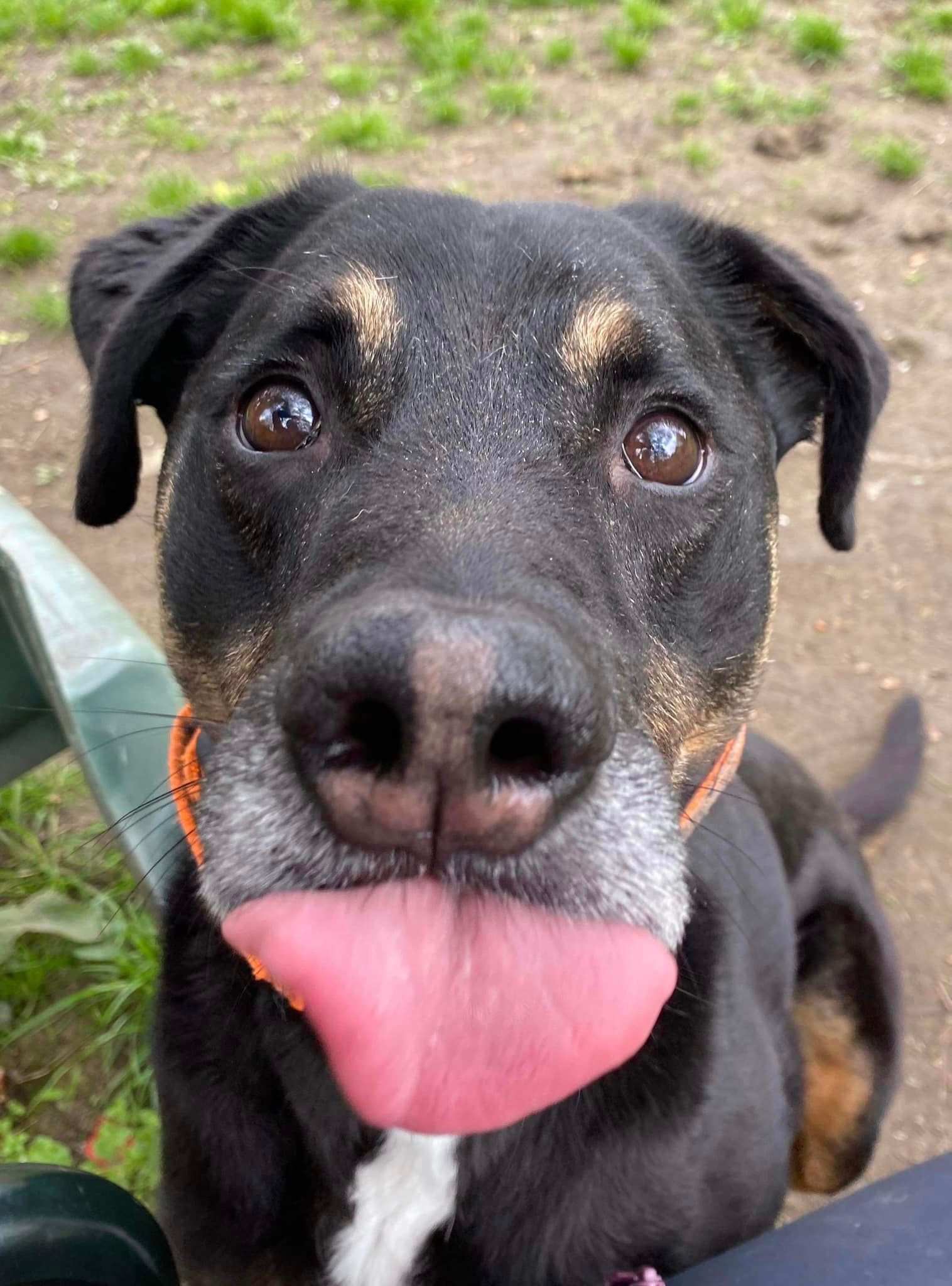 Rocky, a 6 years old male Greyhound X Rottweiler available for adoption from Birch Hill Dog Rescue in Shropshire