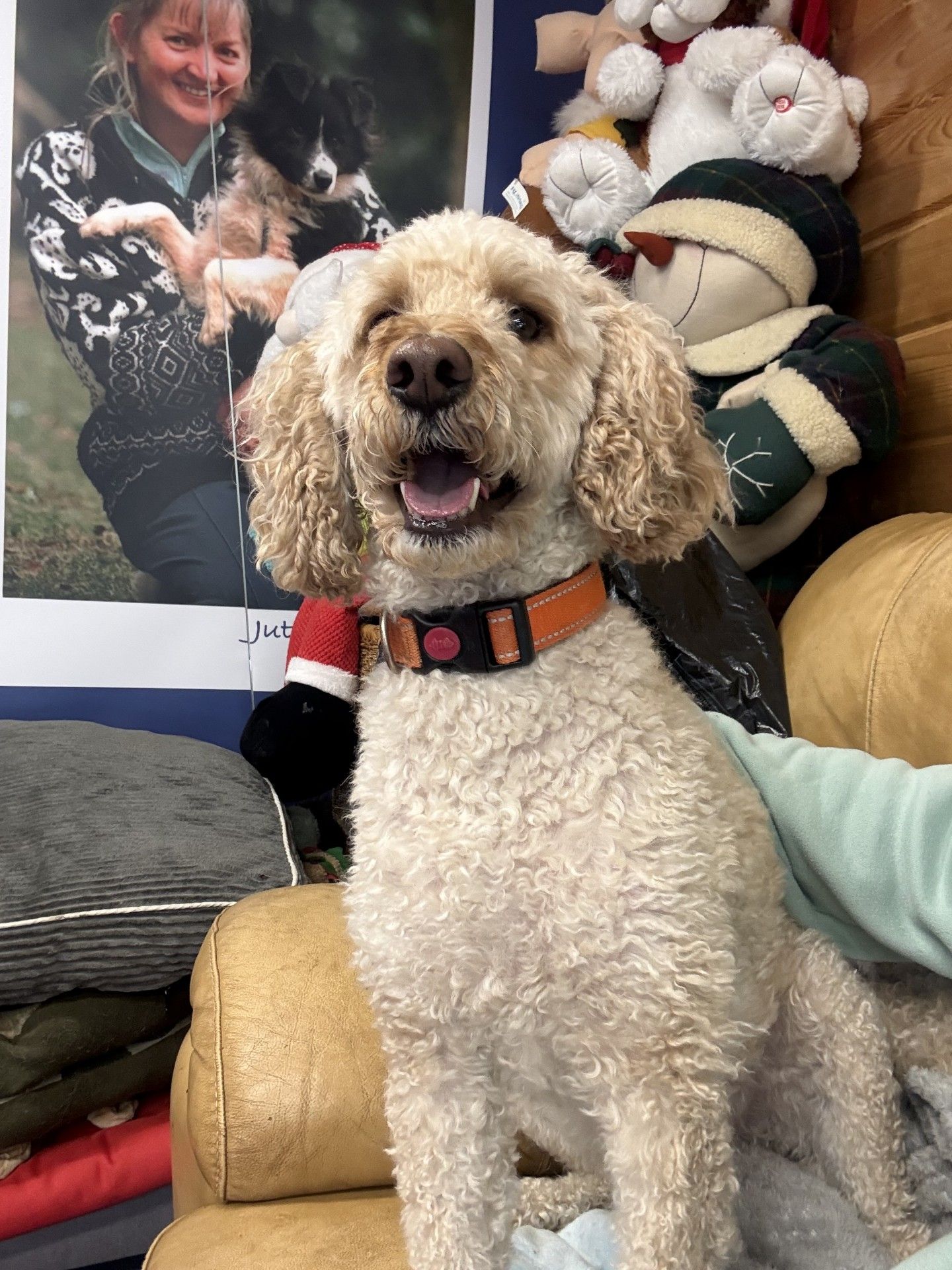 Chester, a 5 years old male Cockapoo available for adoption from Birch Hill Dog Rescue in Shropshire