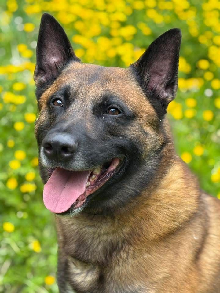 Bane, a 4 years old male Belgian Malinois available for adoption from Birch Hill Dog Rescue in Shropshire