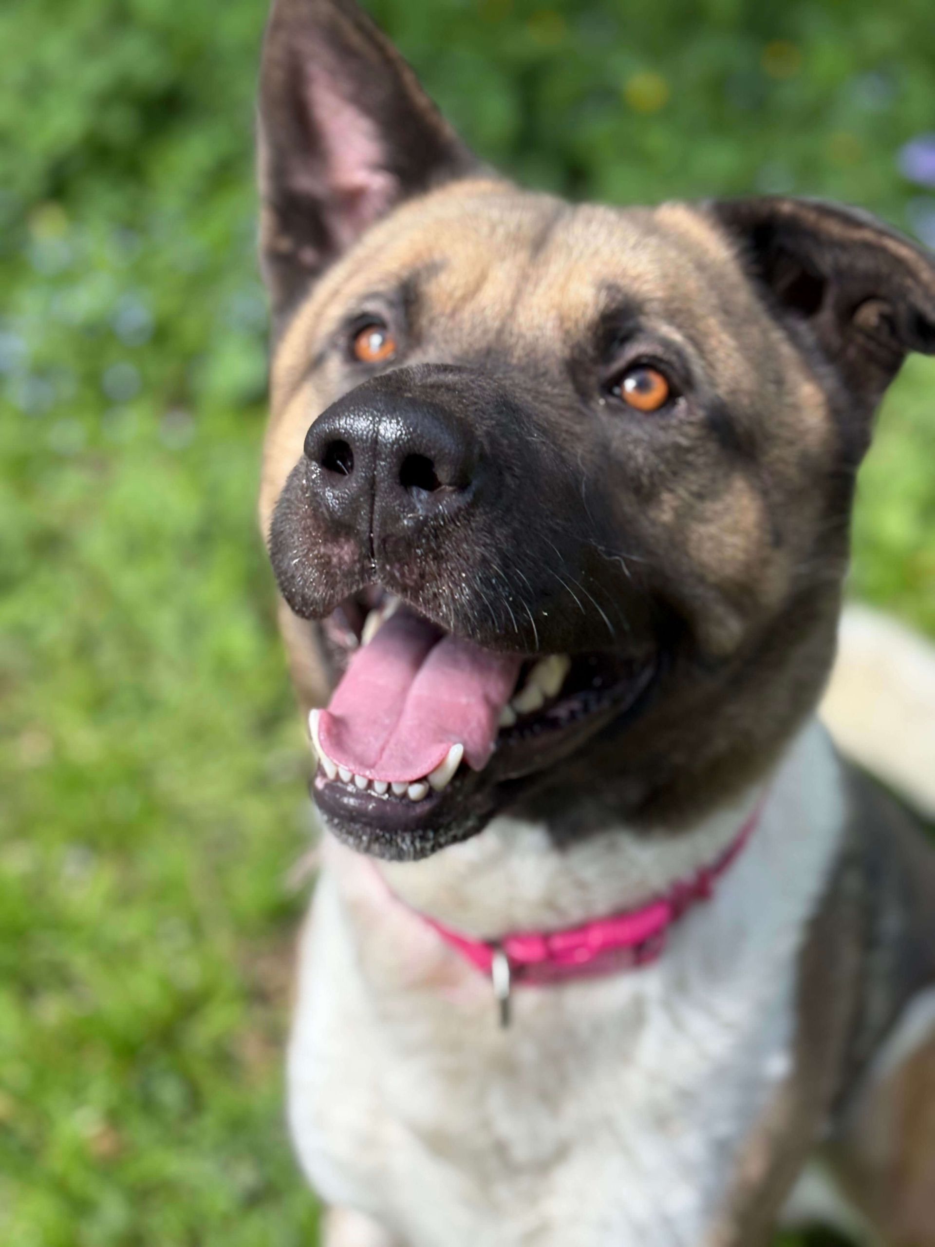 Barney, a 3 years old male Akita X available for adoption from Birch Hill Dog Rescue in Shropshire