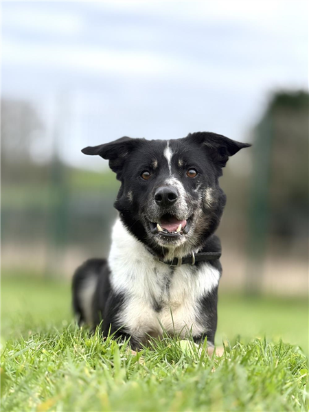 Bobby, a 6 years old female Border Collie available for adoption from Border Collie Trust in Staffordshire