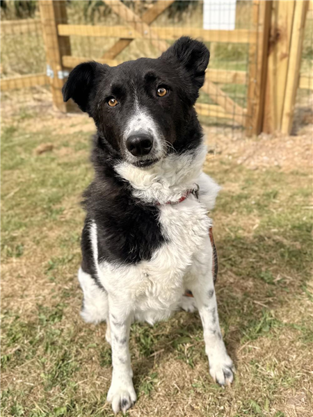 Trudy, a 4 years old female Border Collie available for adoption from Border Collie Trust in Staffordshire