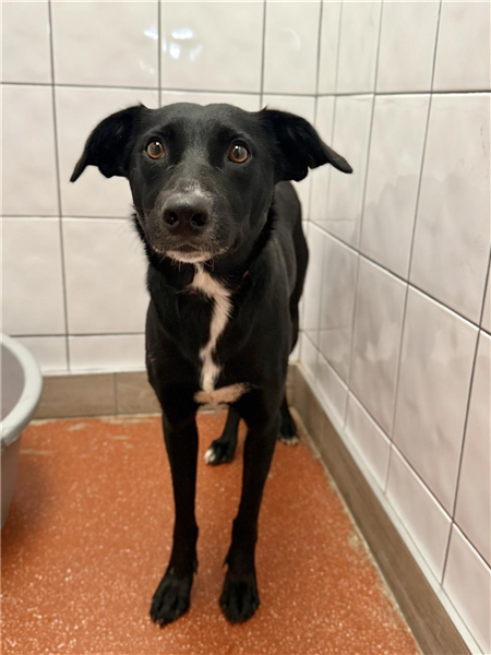 Bibi, a 2 years old female Border Collie X available for adoption from Border Collie Trust in Staffordshire