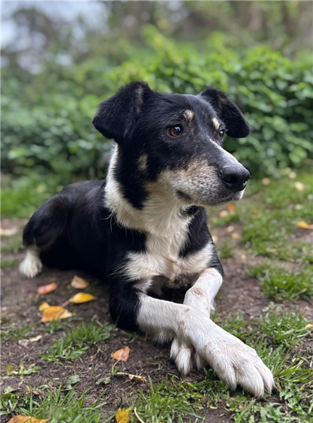 Apple, a 5 years old female Border Collie X available for adoption from Border Collie Trust in Staffordshire