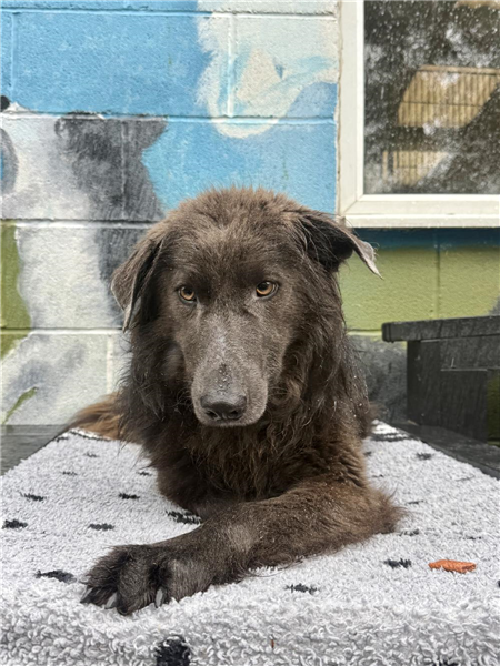 Charles, a 2 years old male Border Collie available for adoption from Border Collie Trust in Staffordshire