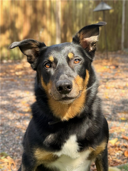 Ernie, a 5 years old male Border Collie available for adoption from Border Collie Trust in Staffordshire