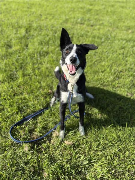 Dubhin, a 1 year old male Border Collie available for adoption from Border Collie Trust in Staffordshire