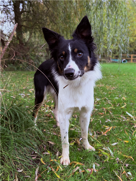 Mikey, a 1 year old male Border Collie available for adoption from Border Collie Trust in Staffordshire