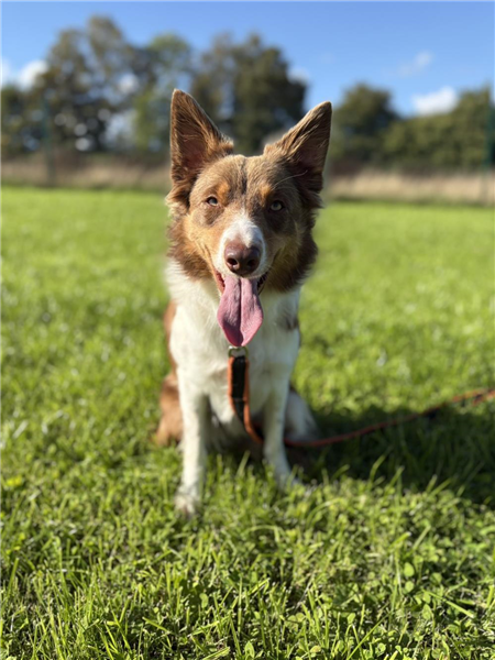 Faye, a 2 years old female Border Collie available for adoption from Border Collie Trust in Staffordshire
