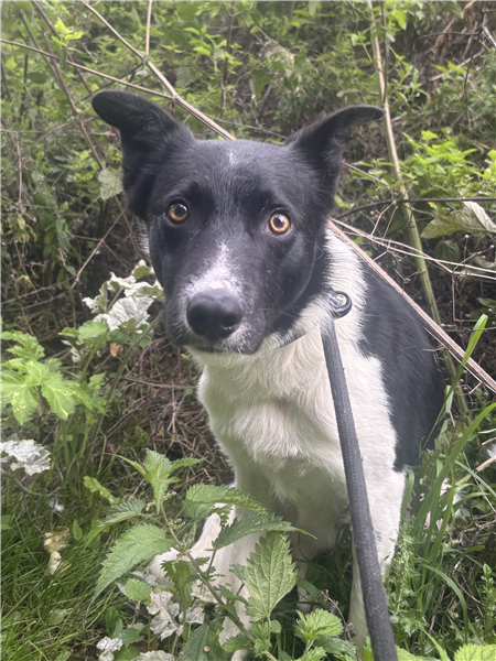 Gomez, a 1 year old male Border Collie X available for adoption from Border Collie Trust in Staffordshire